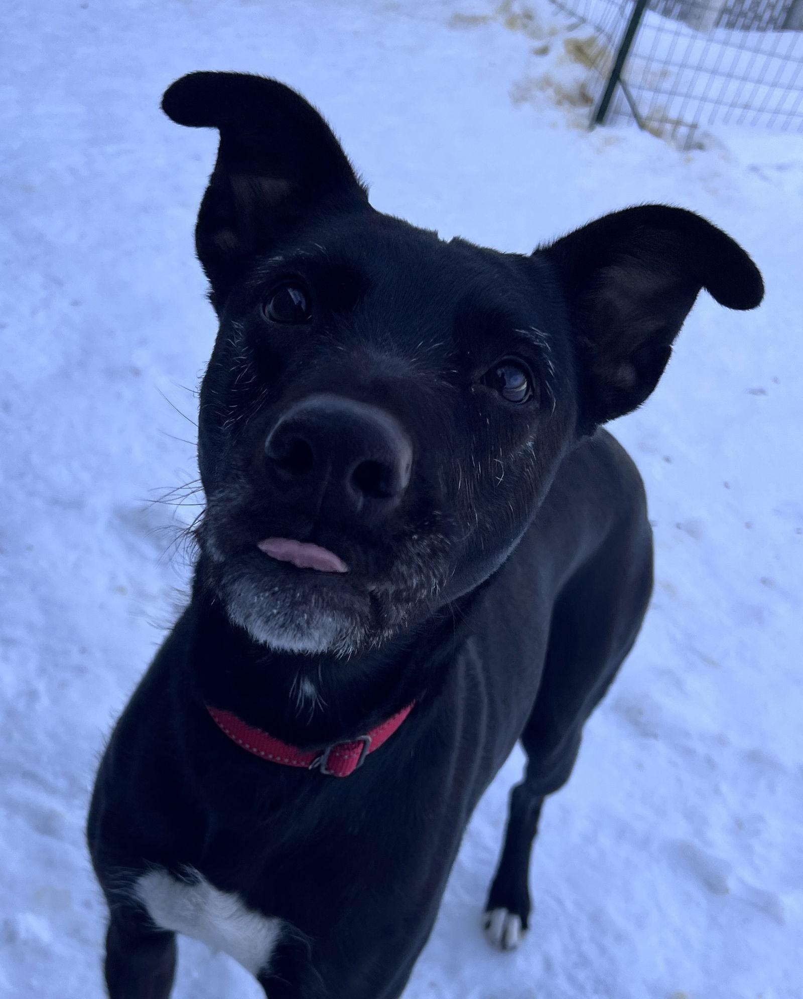 Abby, Adoptable, Adult Female Whippet.