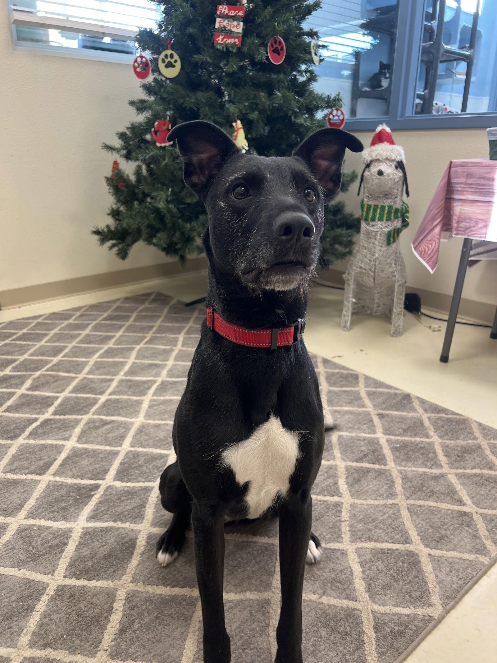 Enlarge Abby, a Adoptable Whippet in Webster, WI image 2/3