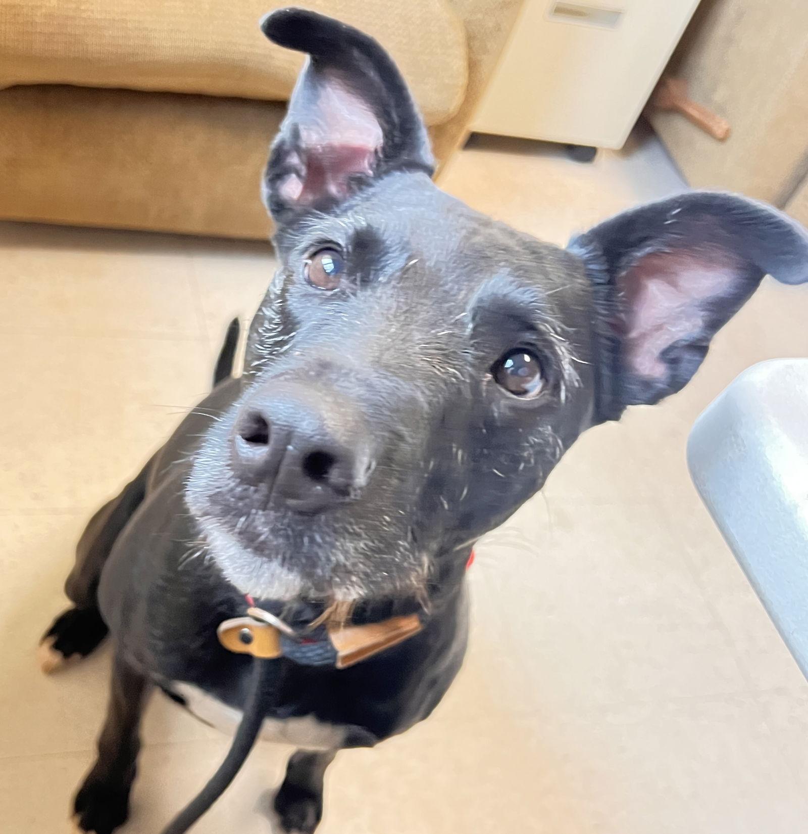 Enlarge Abby, a Adoptable Whippet in Webster, WI image 3/3