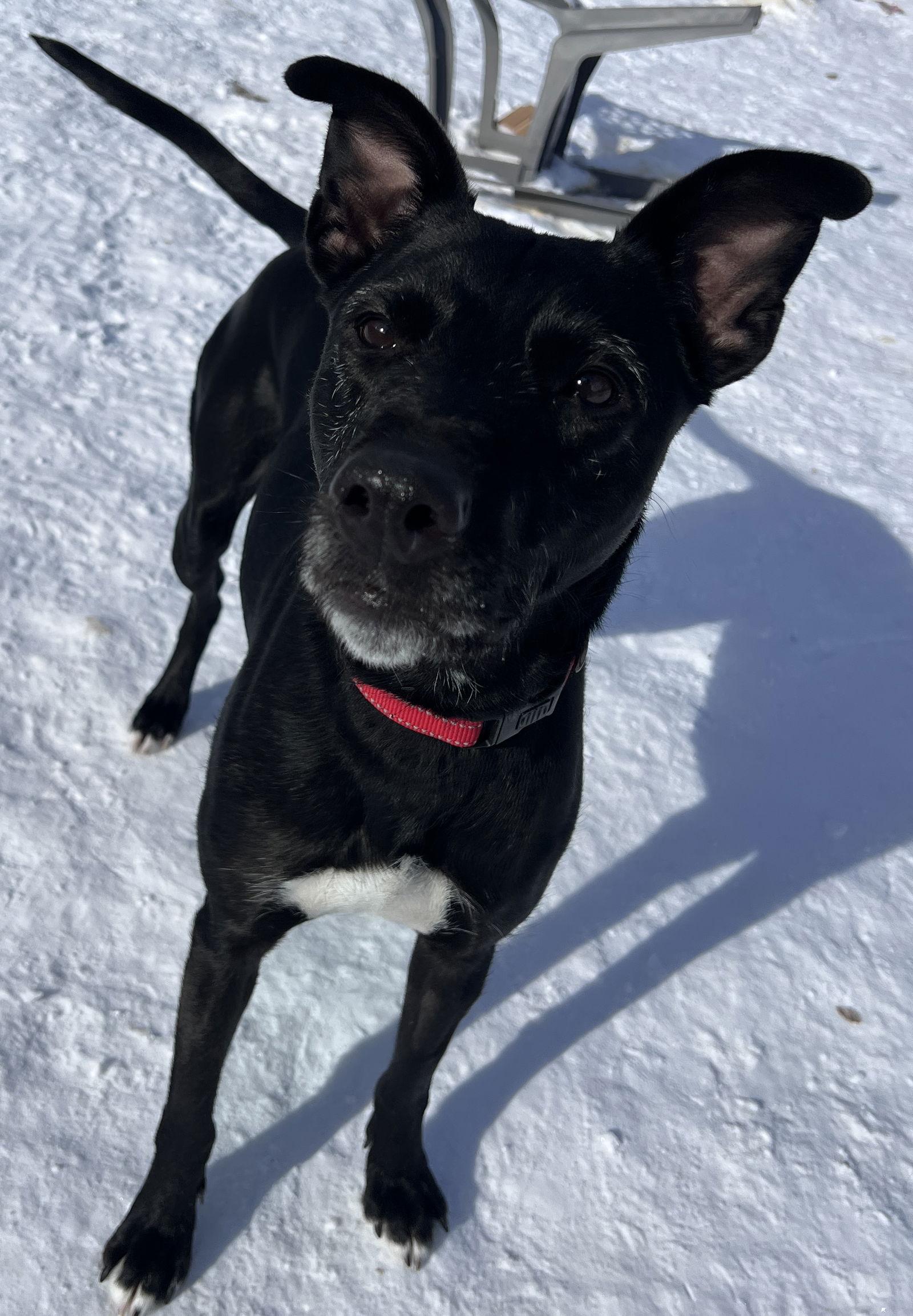Enlarge Abby, a Adoptable Whippet in Webster, WI image 3/3