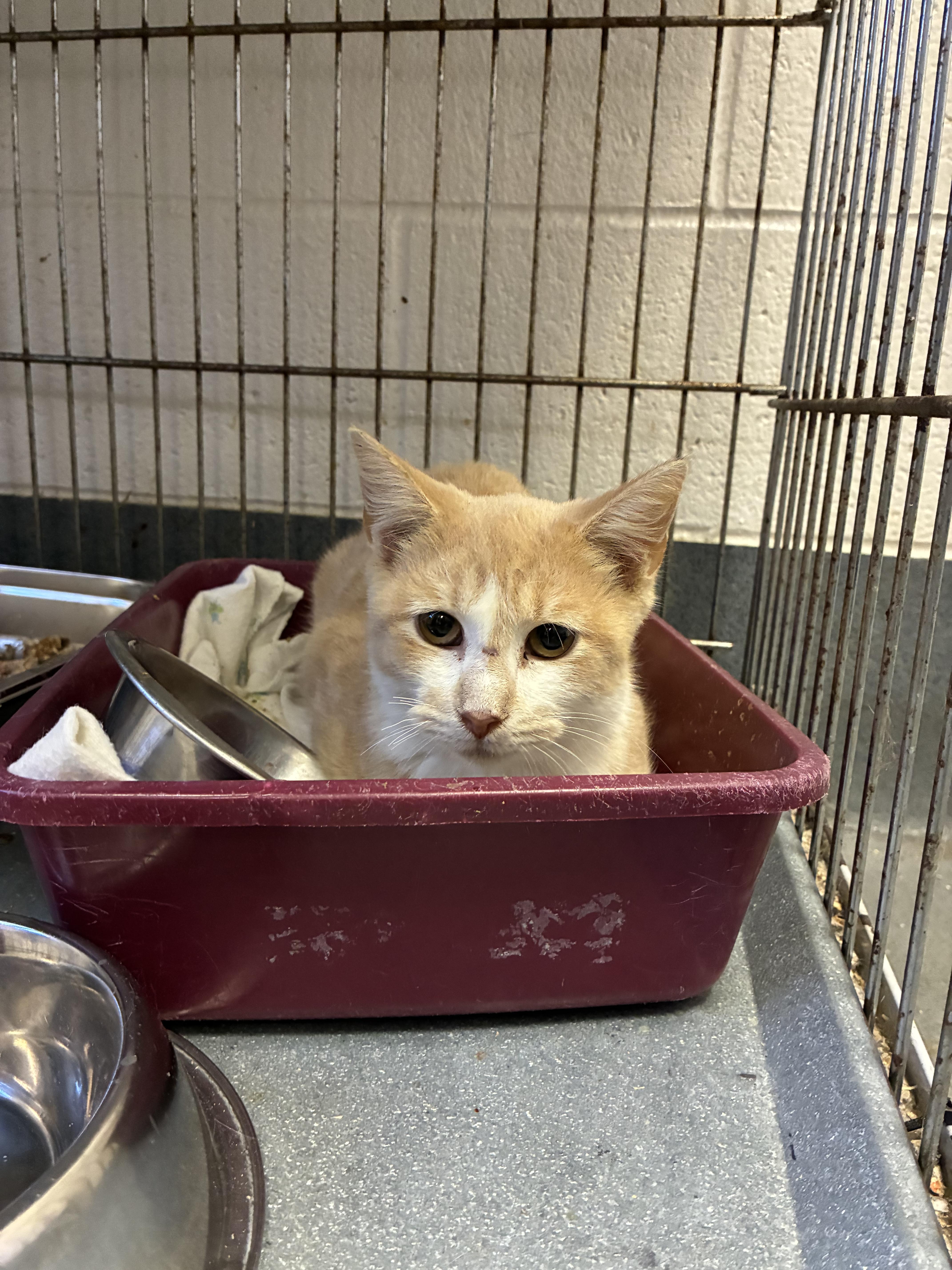 Enlarge Albert, a Adoptable Domestic Short Hair in King George, VA image 2/4