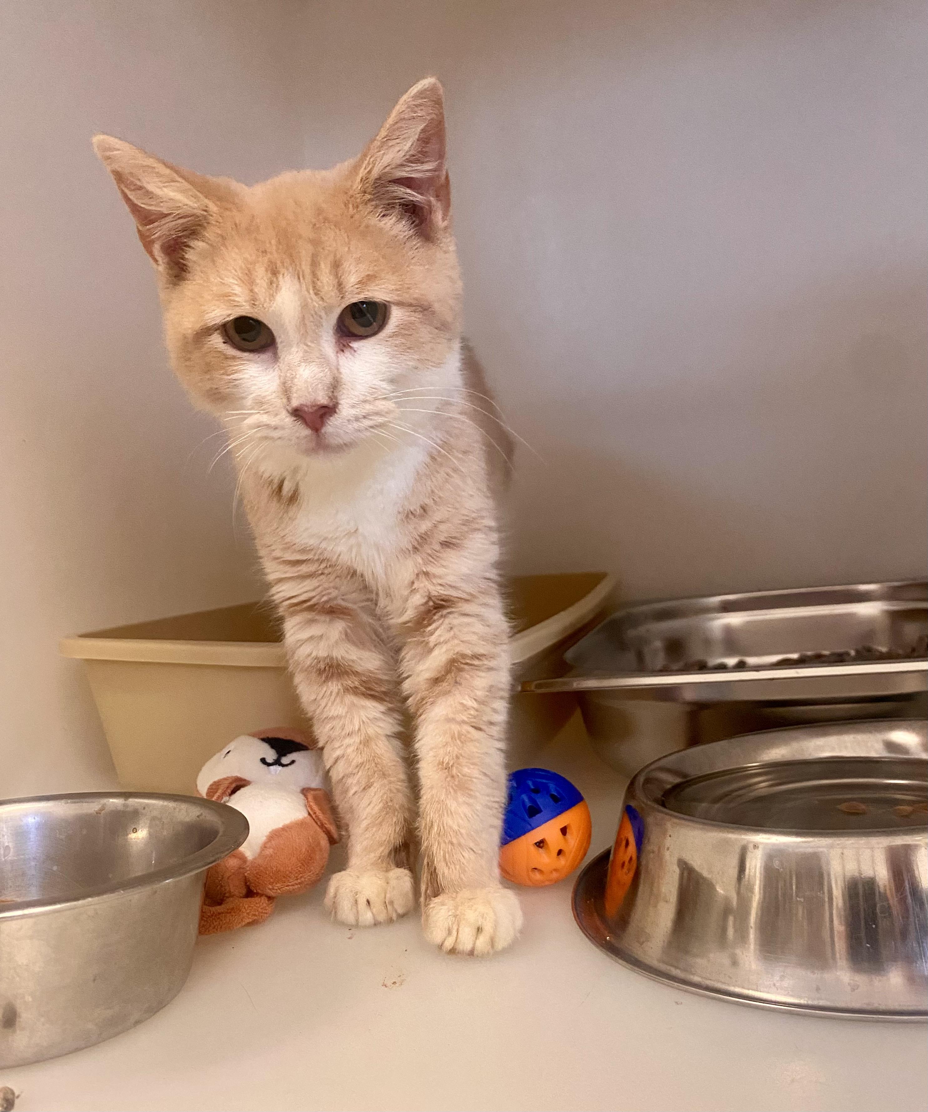 Enlarge Albert, a Adoptable Domestic Short Hair in King George, VA image 3/4