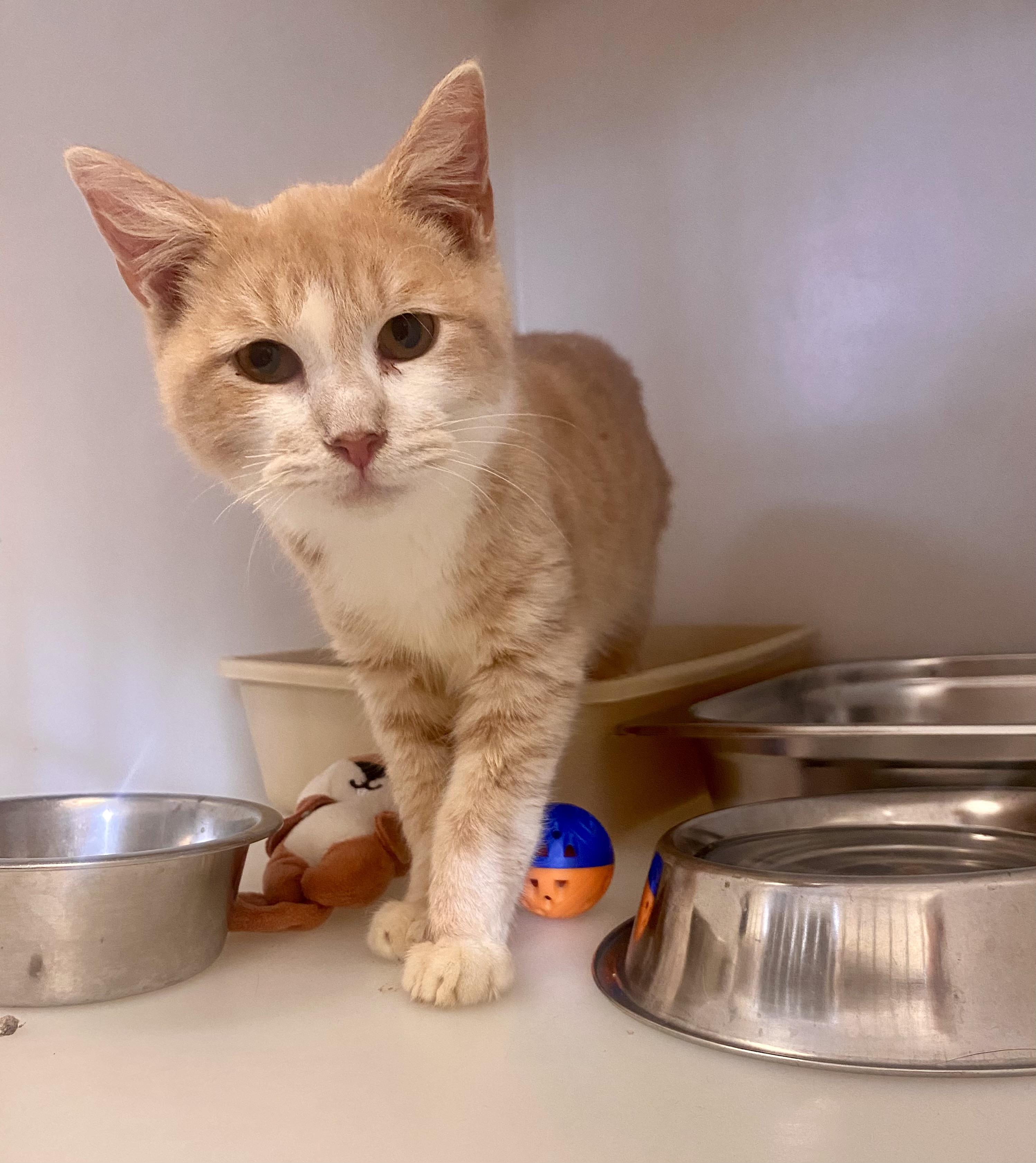 Enlarge Albert, a Adoptable Domestic Short Hair in King George, VA image 1/4