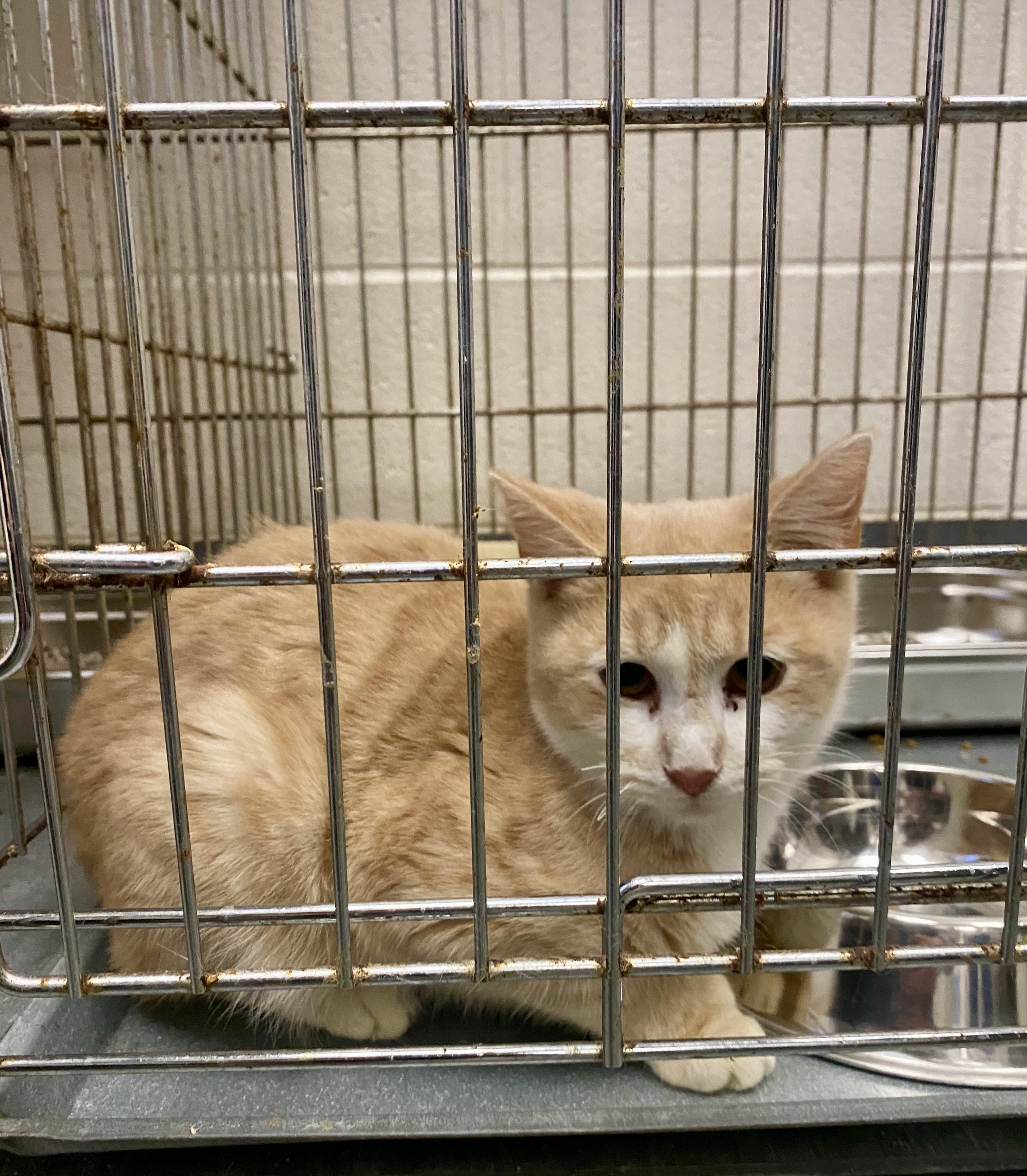 Enlarge Albert, a Adoptable Domestic Short Hair in King George, VA image 4/4