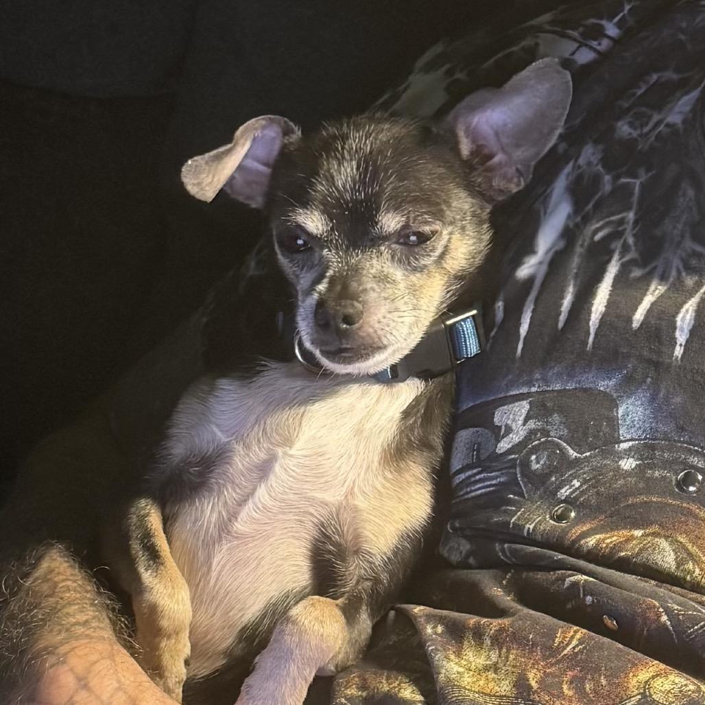 Squirt (Dallas), Adoptable, Senior Male Chihuahua.