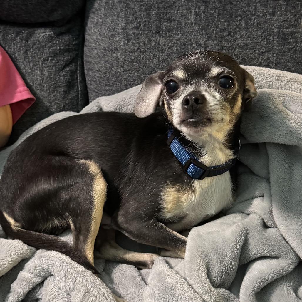 Enlarge Squirt (Dallas), a Adoptable Chihuahua in Houston, TX image 2/6