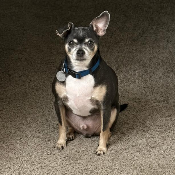 Enlarge Squirt (Dallas), a Adoptable Chihuahua in Houston, TX image 3/6