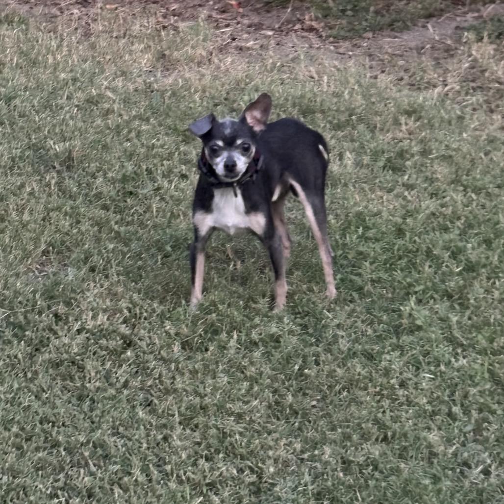 Enlarge Squirt (Dallas), a Adoptable Chihuahua in Houston, TX image 4/6