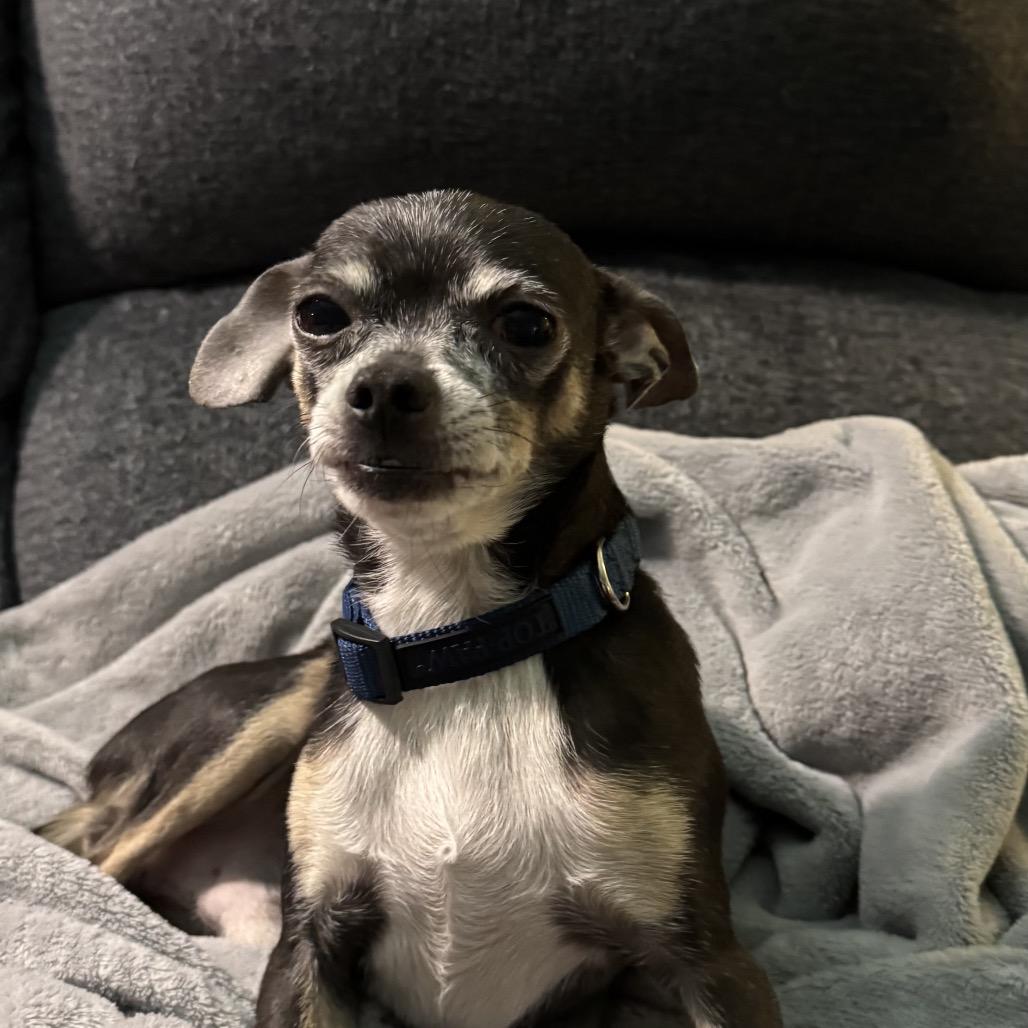 Enlarge Squirt (Dallas), a Adoptable Chihuahua in Houston, TX image 5/6