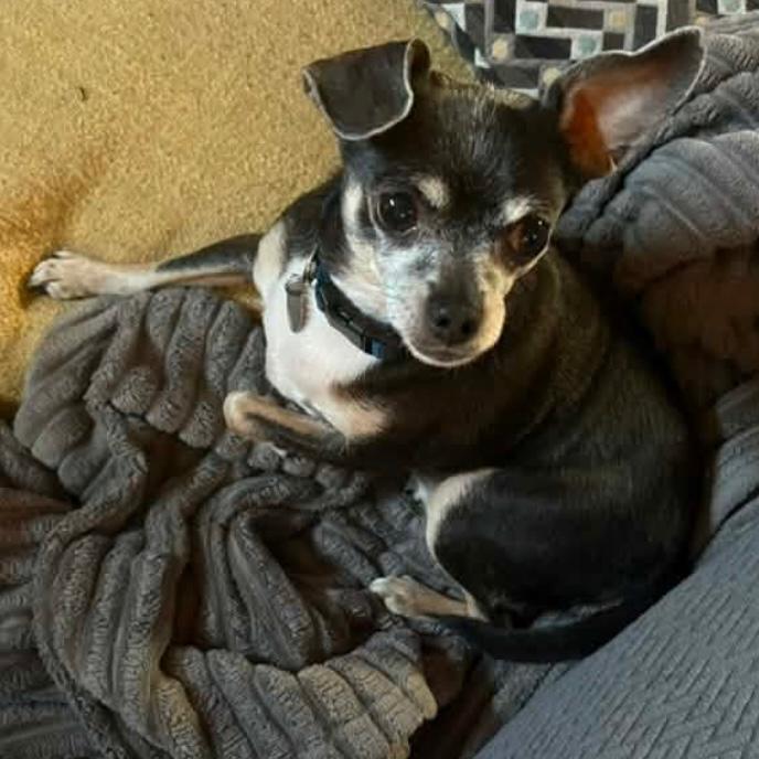 Enlarge Squirt (Dallas), a Adoptable Chihuahua in Houston, TX image 6/6
