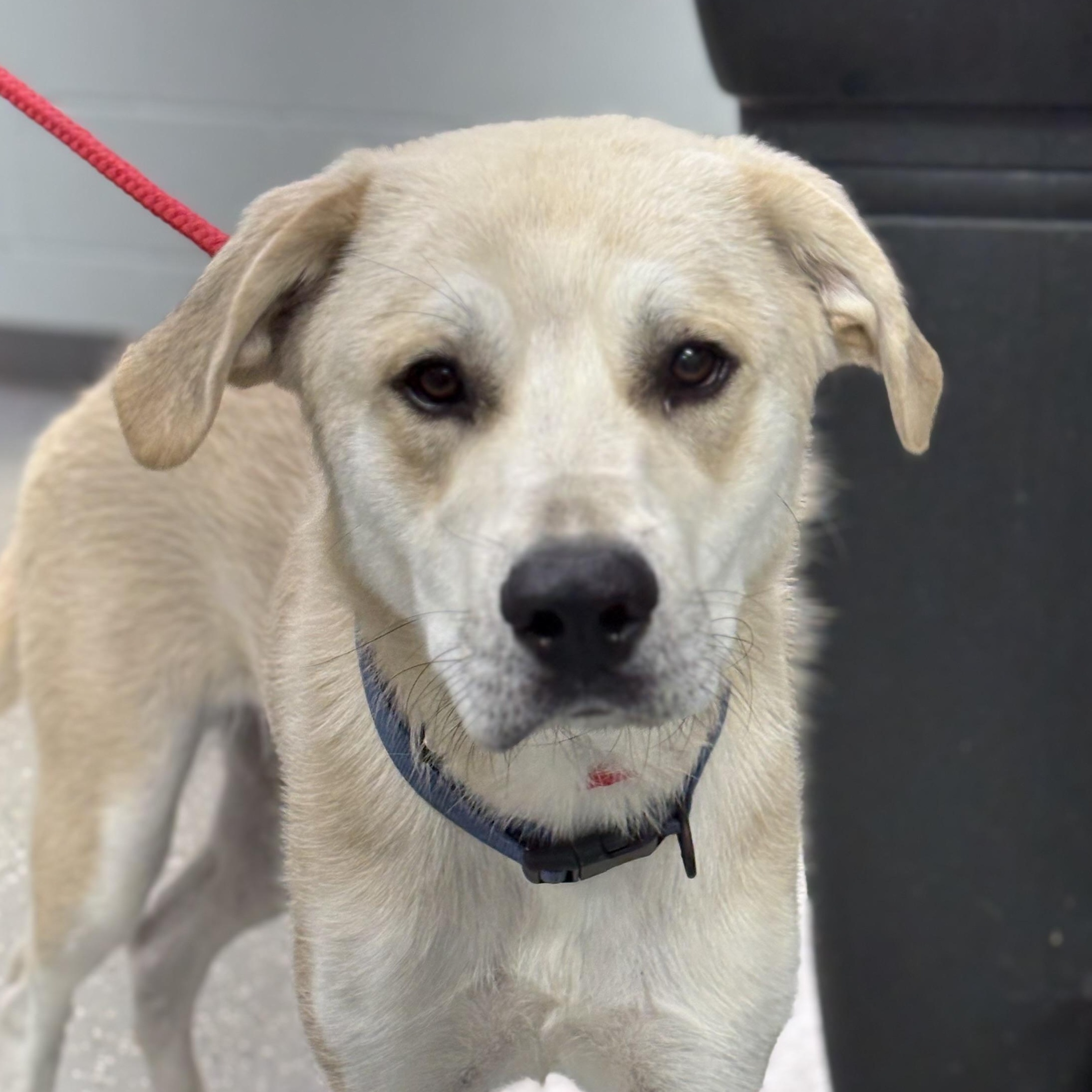 Happy Gilmore, ADOPTABLE, Young Male Labrador Retriever & Great Pyrenees.