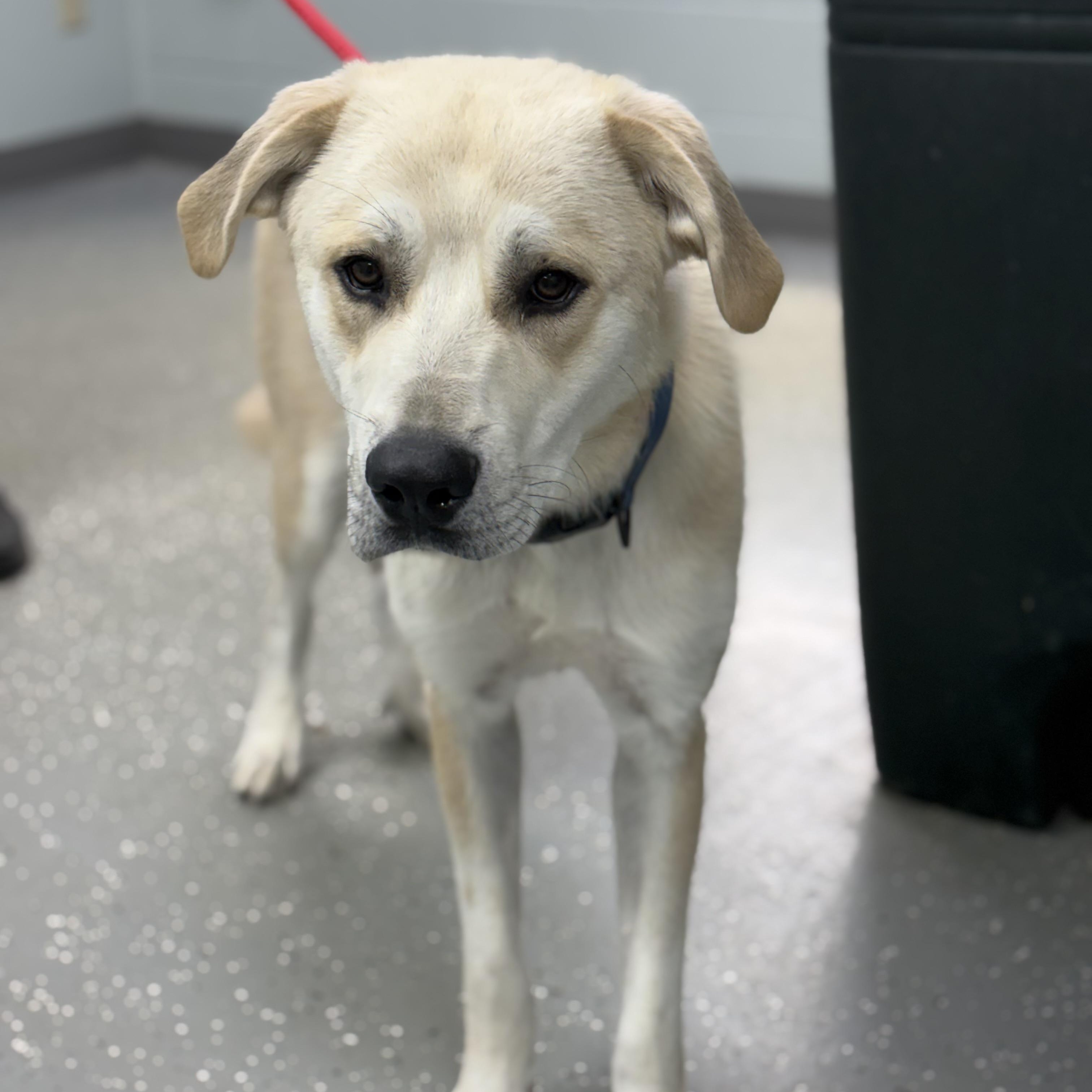 Happy Gilmore, a ADOPTABLE mixed breed in Bardstown, KY image 4/4