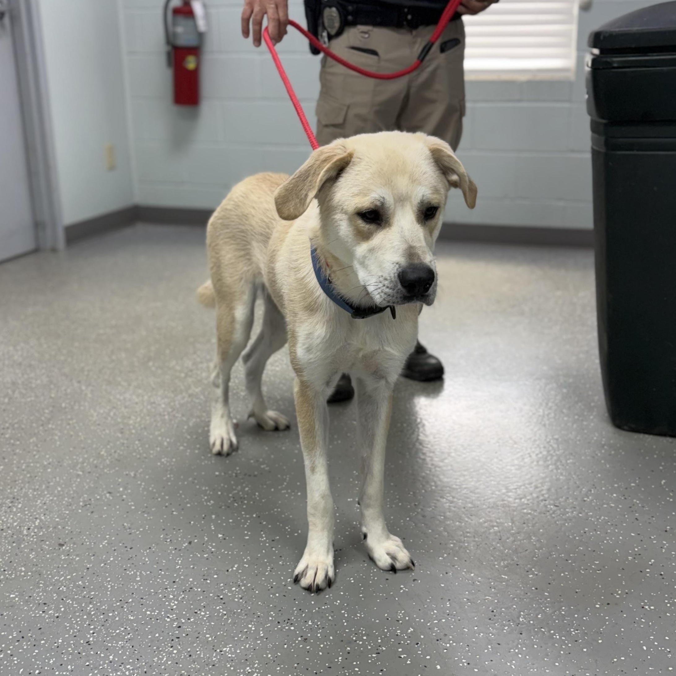 Happy Gilmore, a ADOPTABLE mixed breed in Bardstown, KY image 2/4