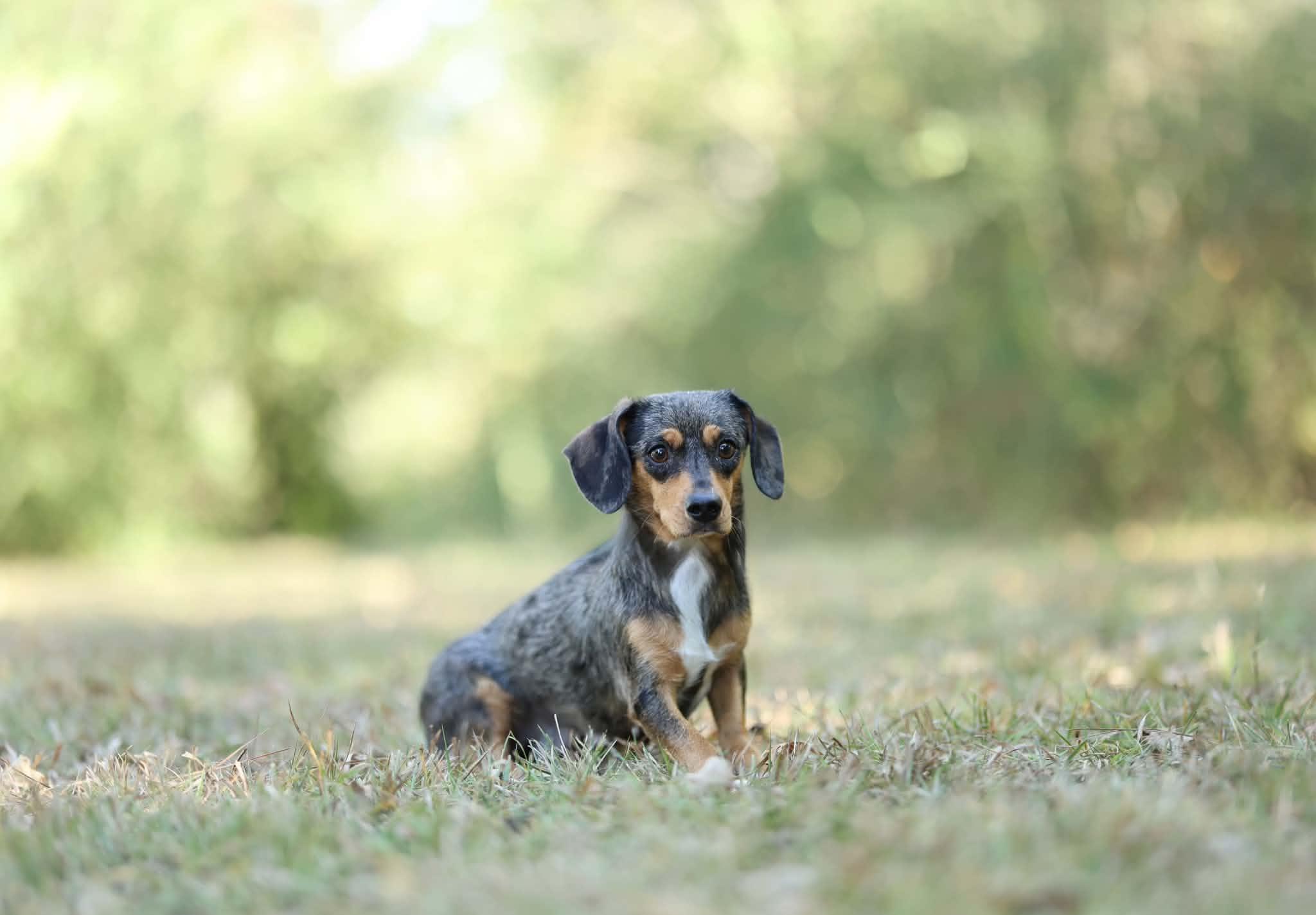 Hazel photo