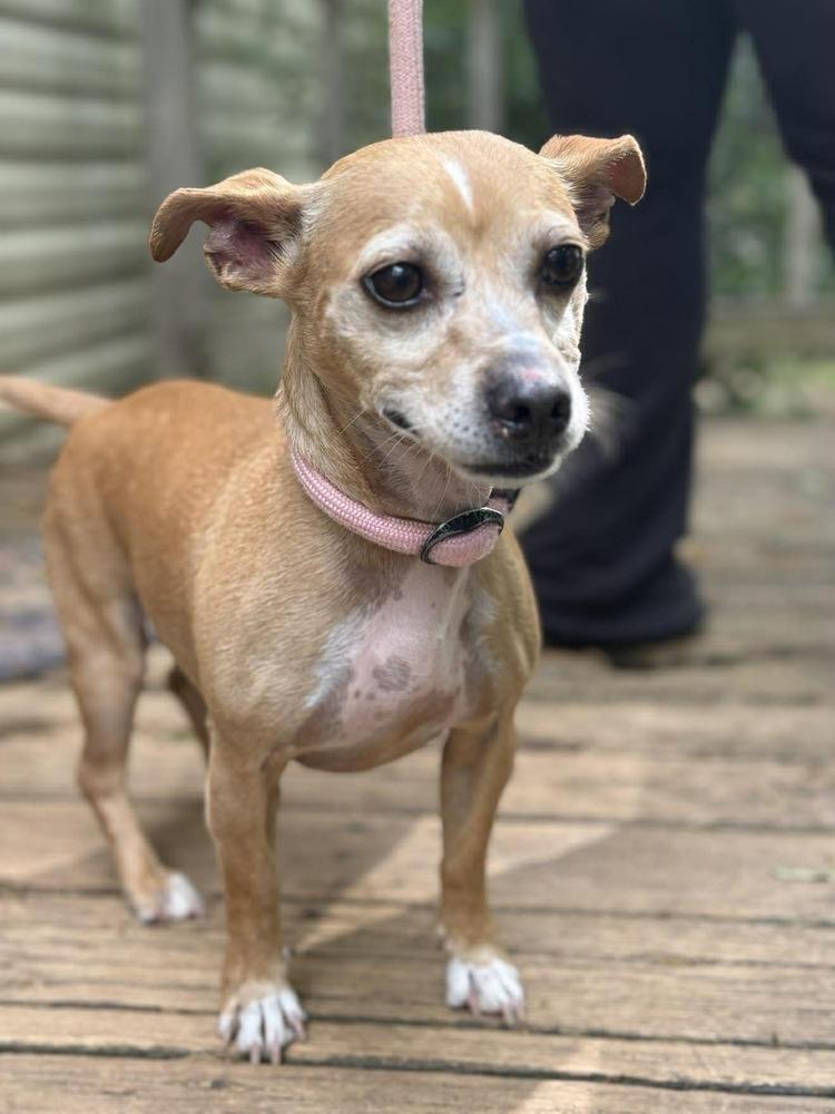 Bagel Bite, Adoptable, Adult Male Chihuahua.