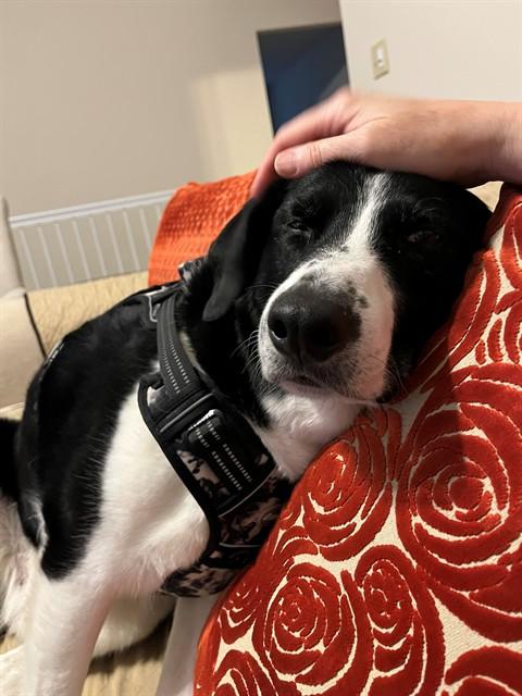 Enlarge REMI, a Adoptable Border Collie in Saint Peters, MO image 1/1