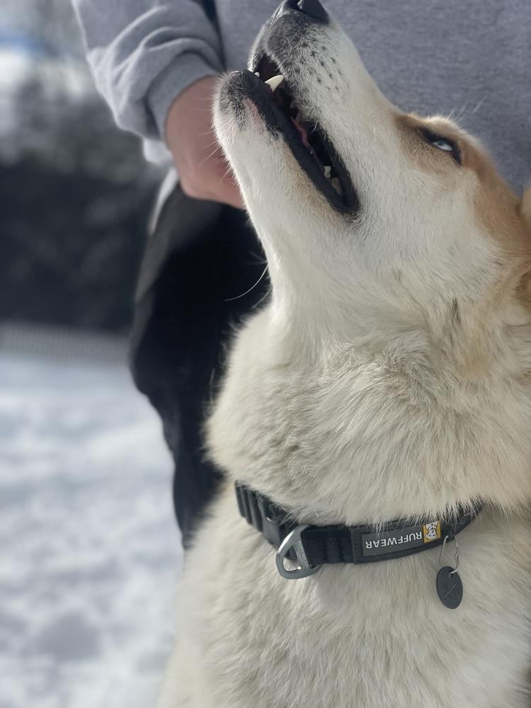 Enlarge Dougie, a Adoptable mixed breed in Trenton, ME image 1/6