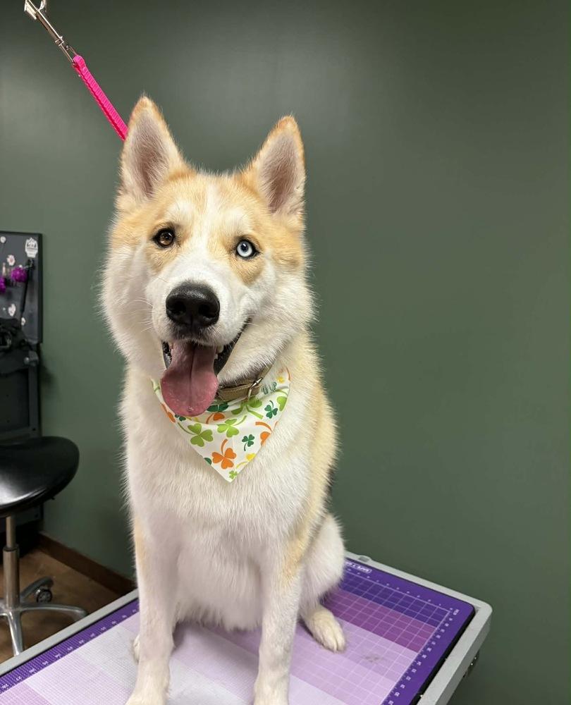 Enlarge Dougie, a Adoptable mixed breed in Trenton, ME image 3/6