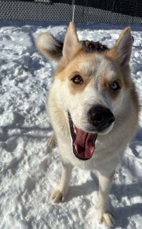 Enlarge Dougie, a Adoptable mixed breed in Trenton, ME image 4/6