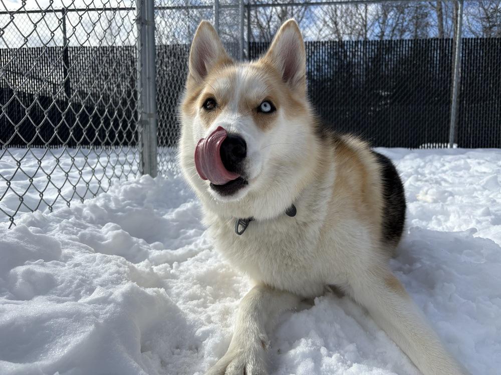 Enlarge Dougie, a Adoptable mixed breed in Trenton, ME image 5/6