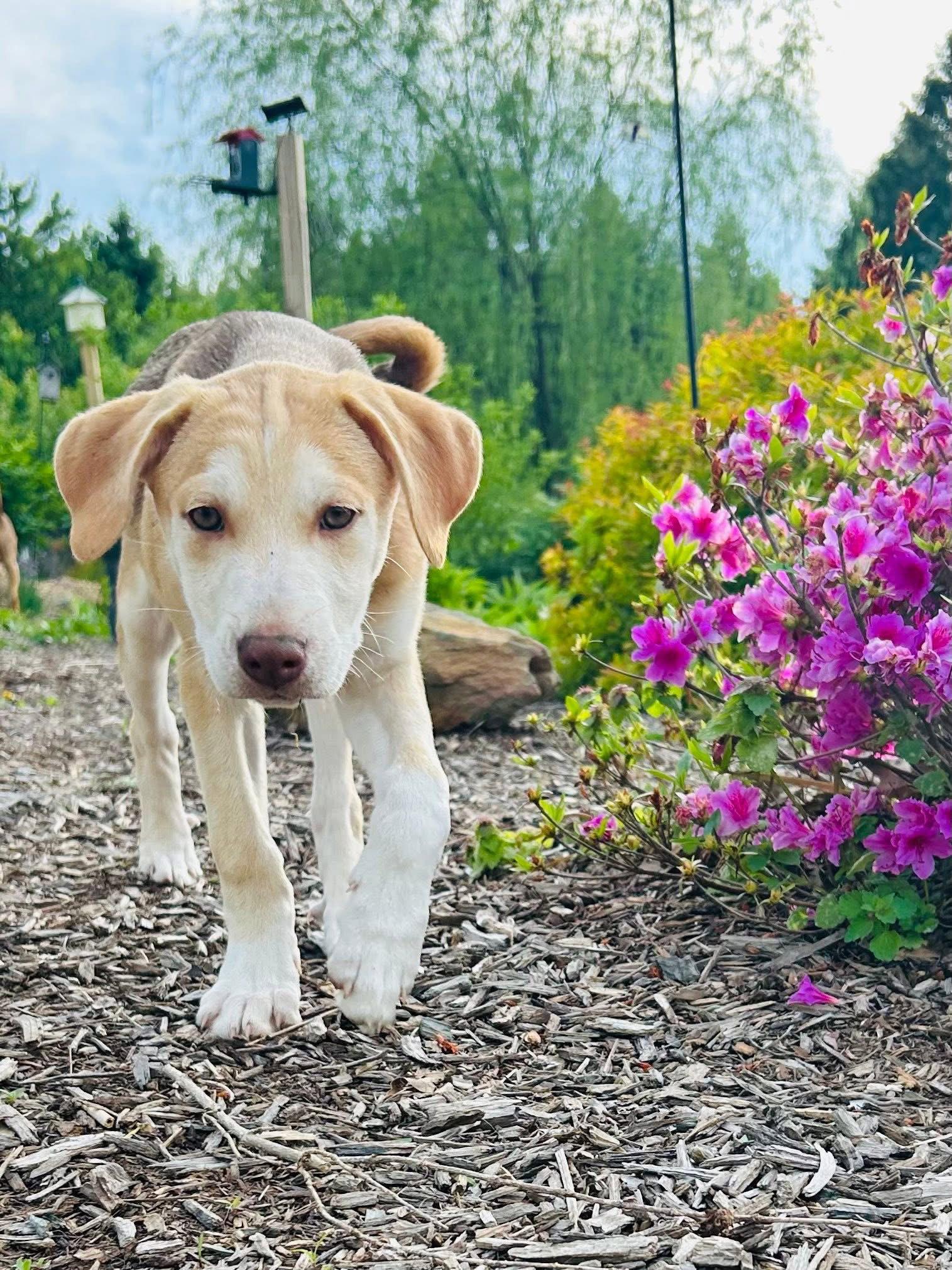 Enlarge Oliver, a Adoptable Carolina Dog in Elizabethtown, PA image 1/3