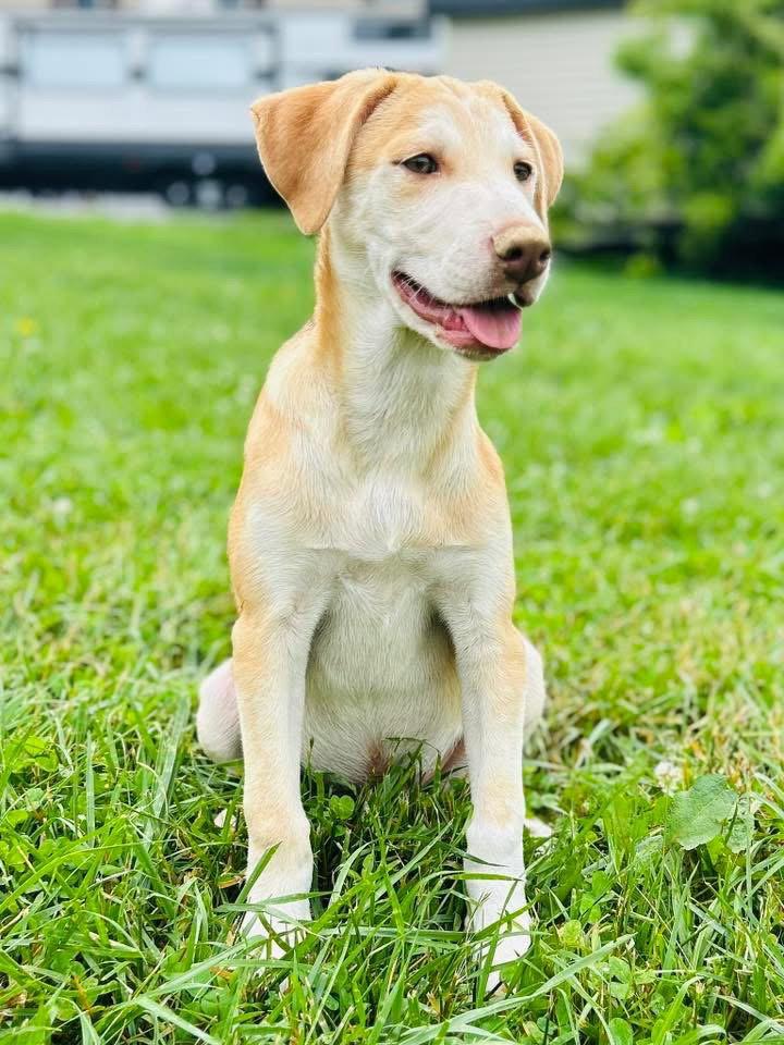 Enlarge Oliver, a Adoptable Carolina Dog in Elizabethtown, PA image 2/3