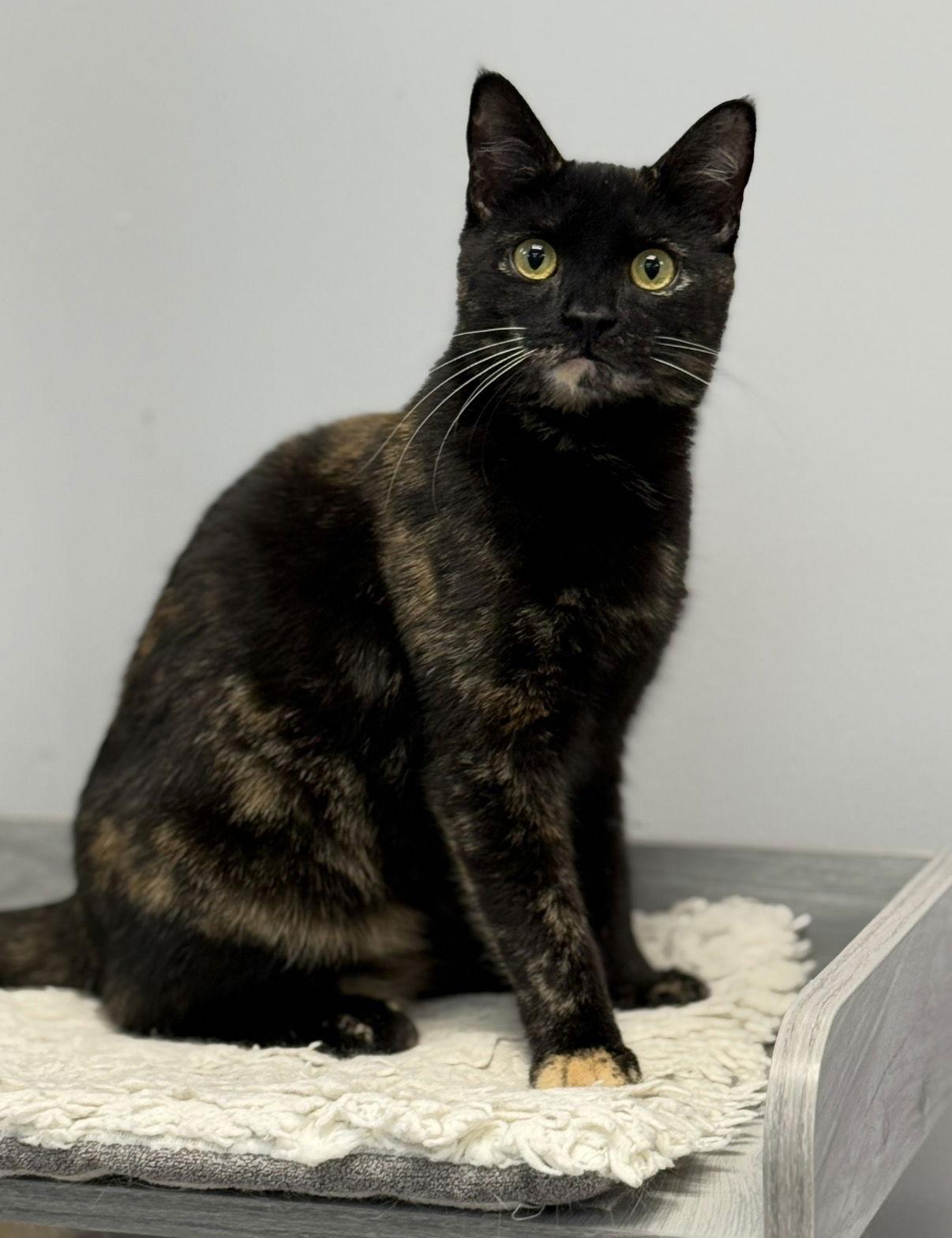 Mila, Adoptable, Young Female Domestic Short Hair.