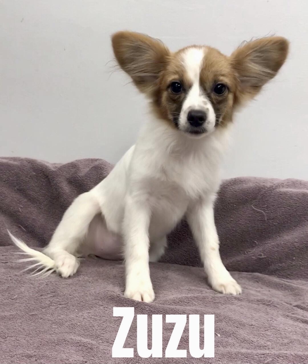 Zuzu, an adoptable Papillon in Lincolnwood, IL_image-1