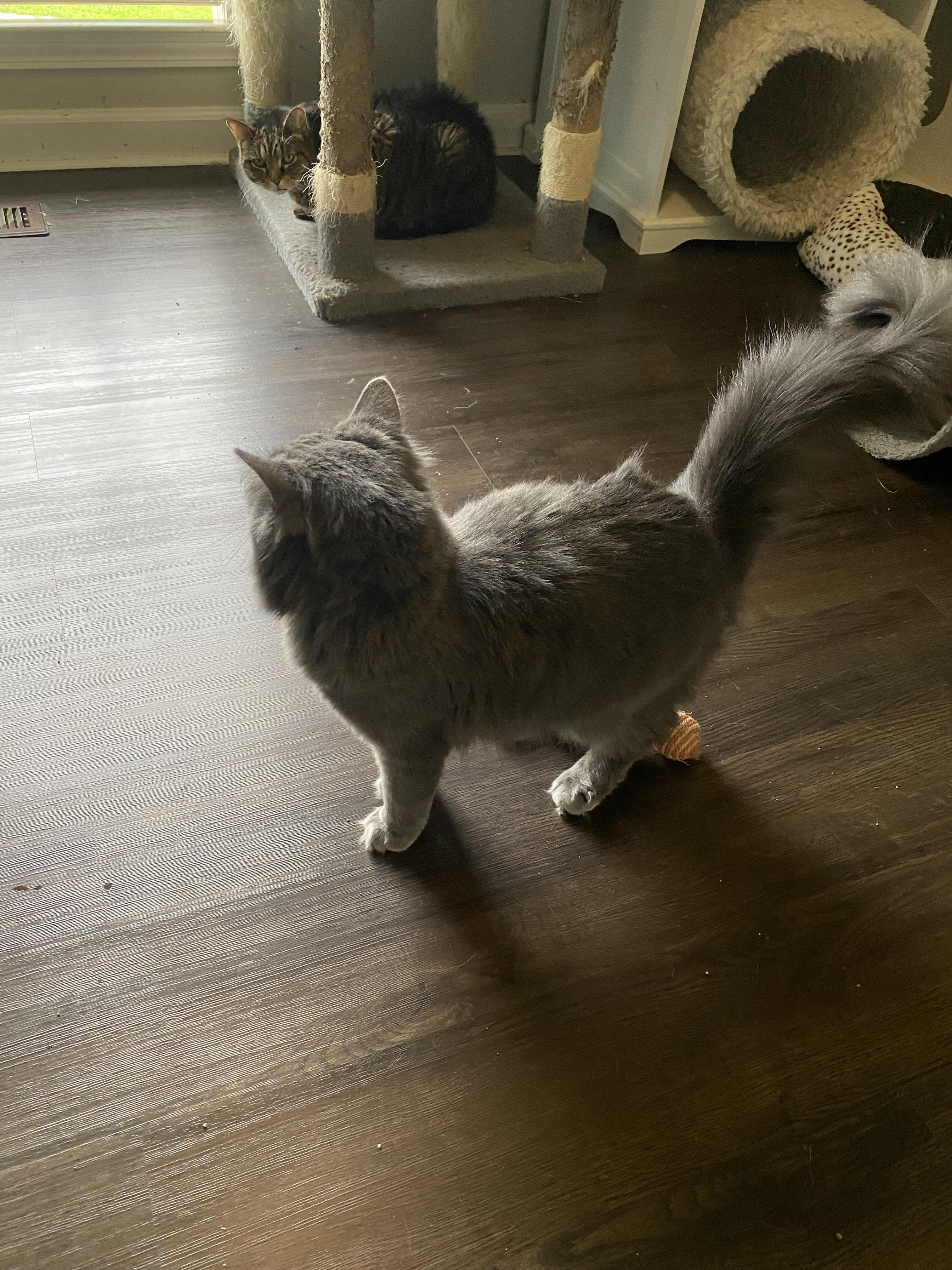 Enlarge Morgan, a Adopted Russian Blue in Pinson, AL image 1/6