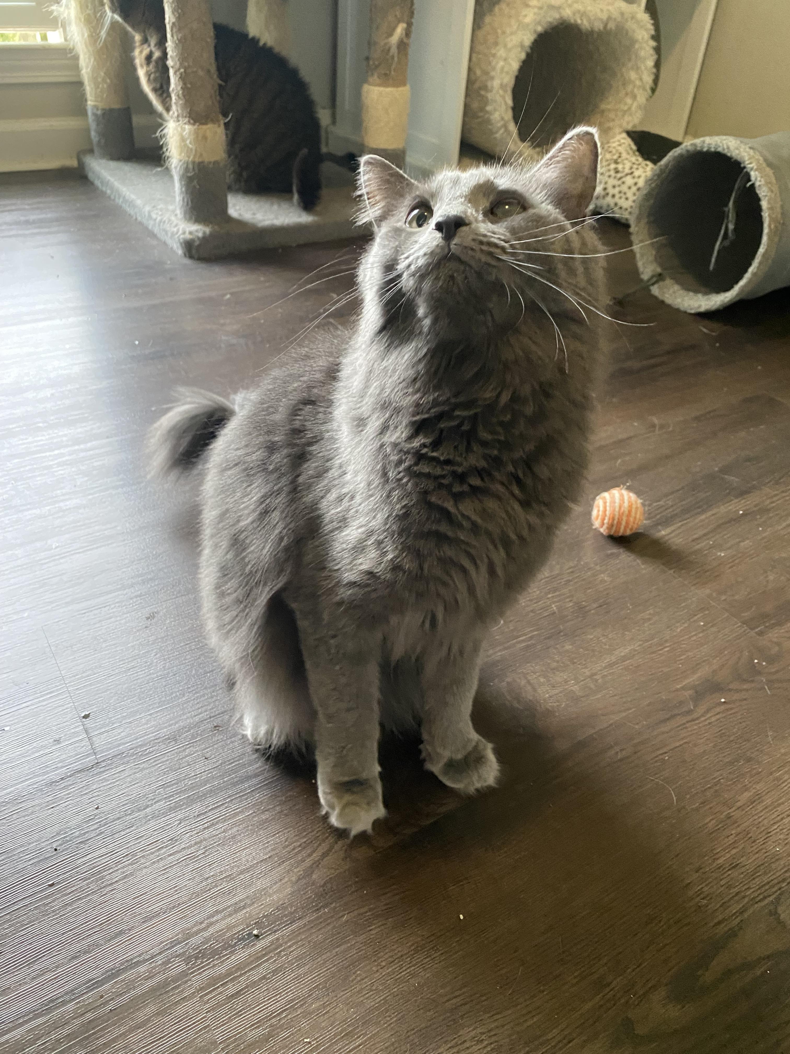 Enlarge Morgan, a Adopted Russian Blue in Pinson, AL image 2/6