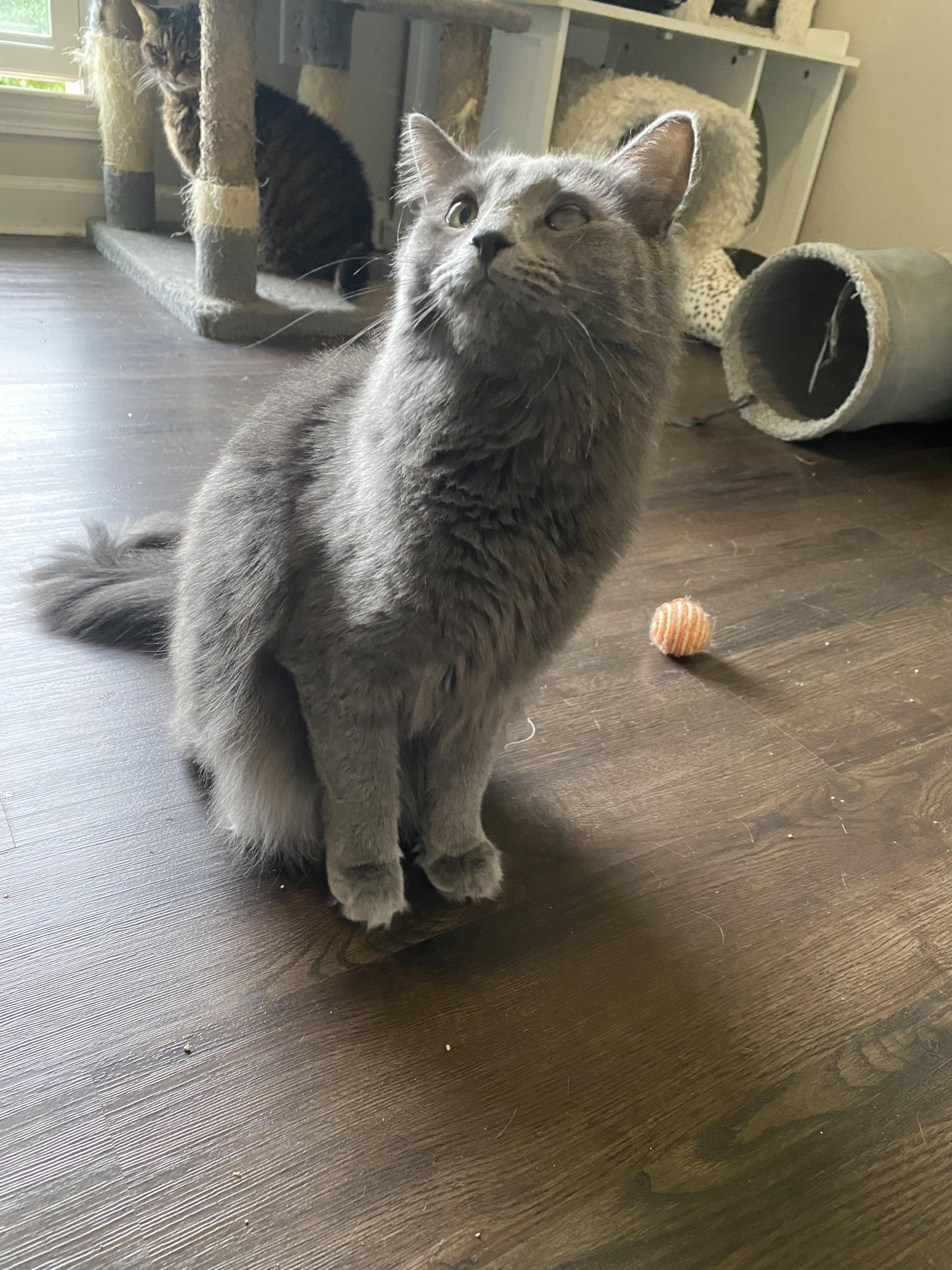 Enlarge Morgan, a Adopted Russian Blue in Pinson, AL image 3/6