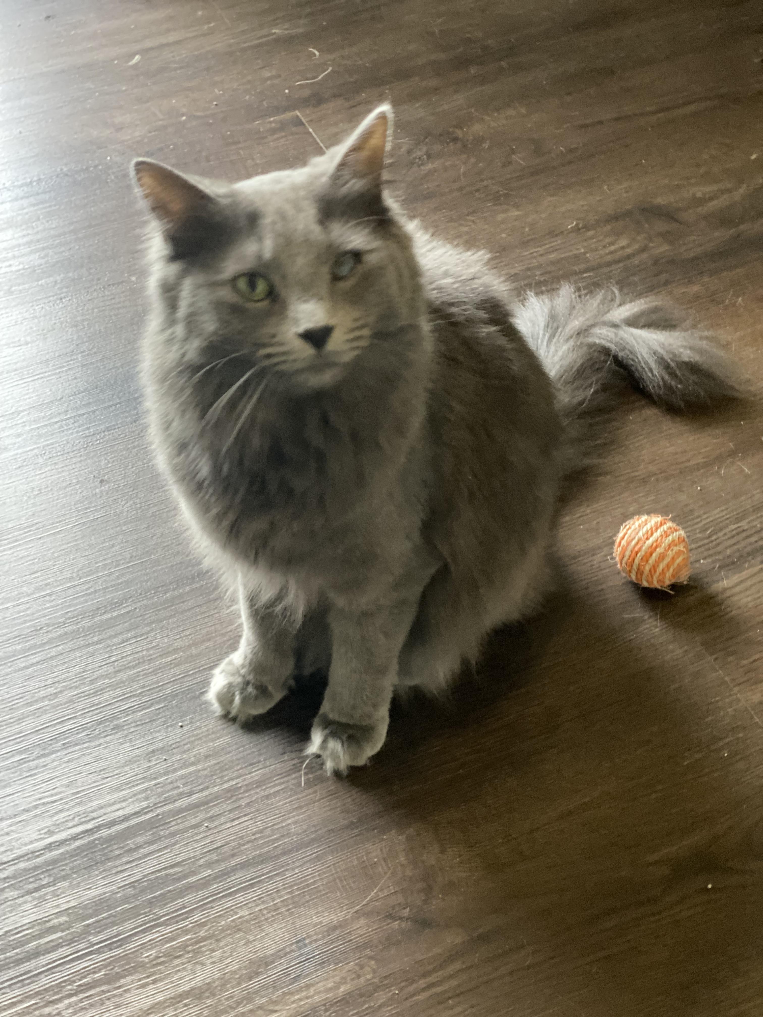 Enlarge Morgan, a Adopted Russian Blue in Pinson, AL image 4/6