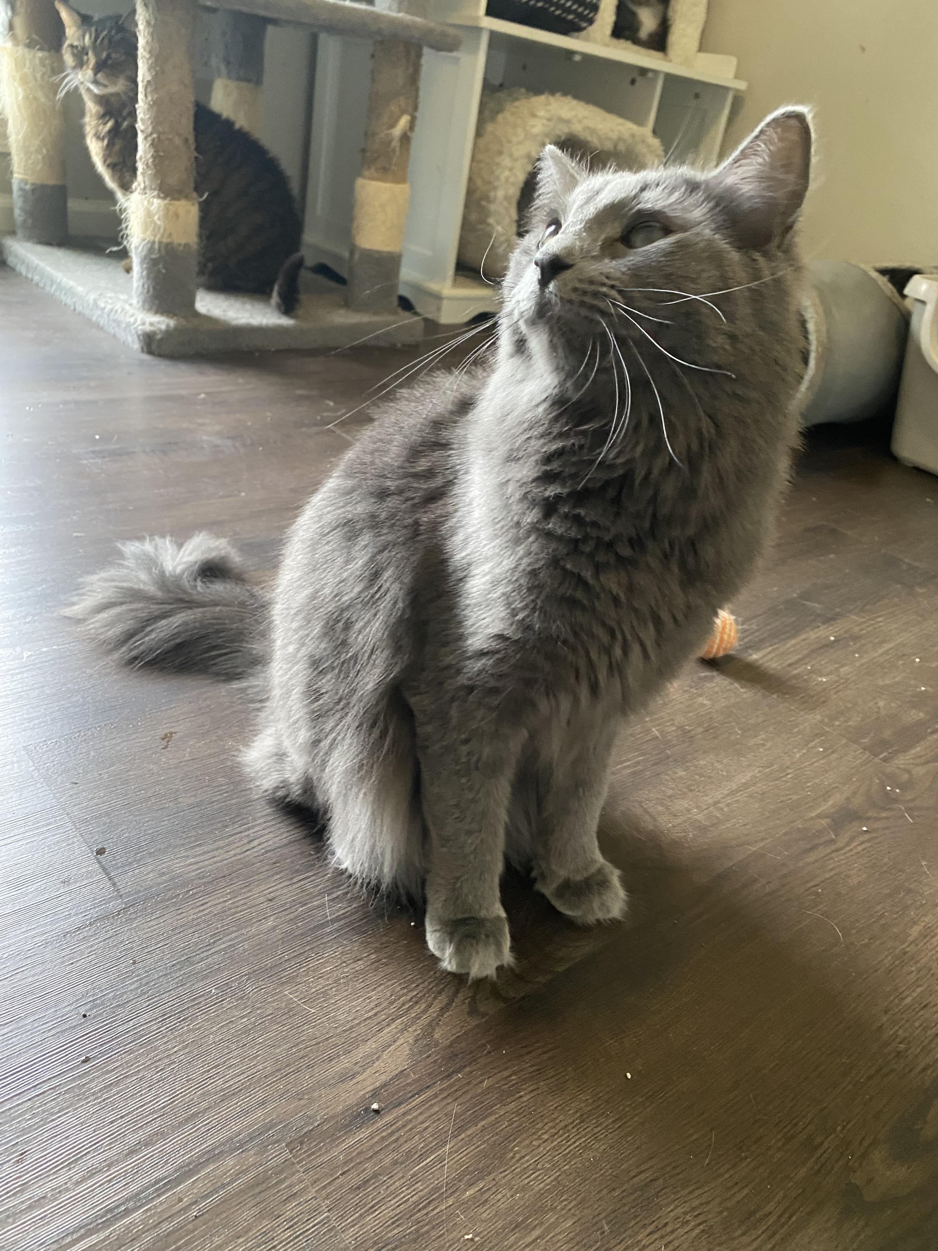 Enlarge Morgan, a Adopted Russian Blue in Pinson, AL image 6/6