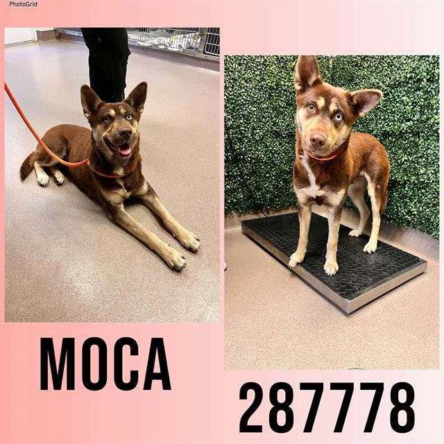 MOCA