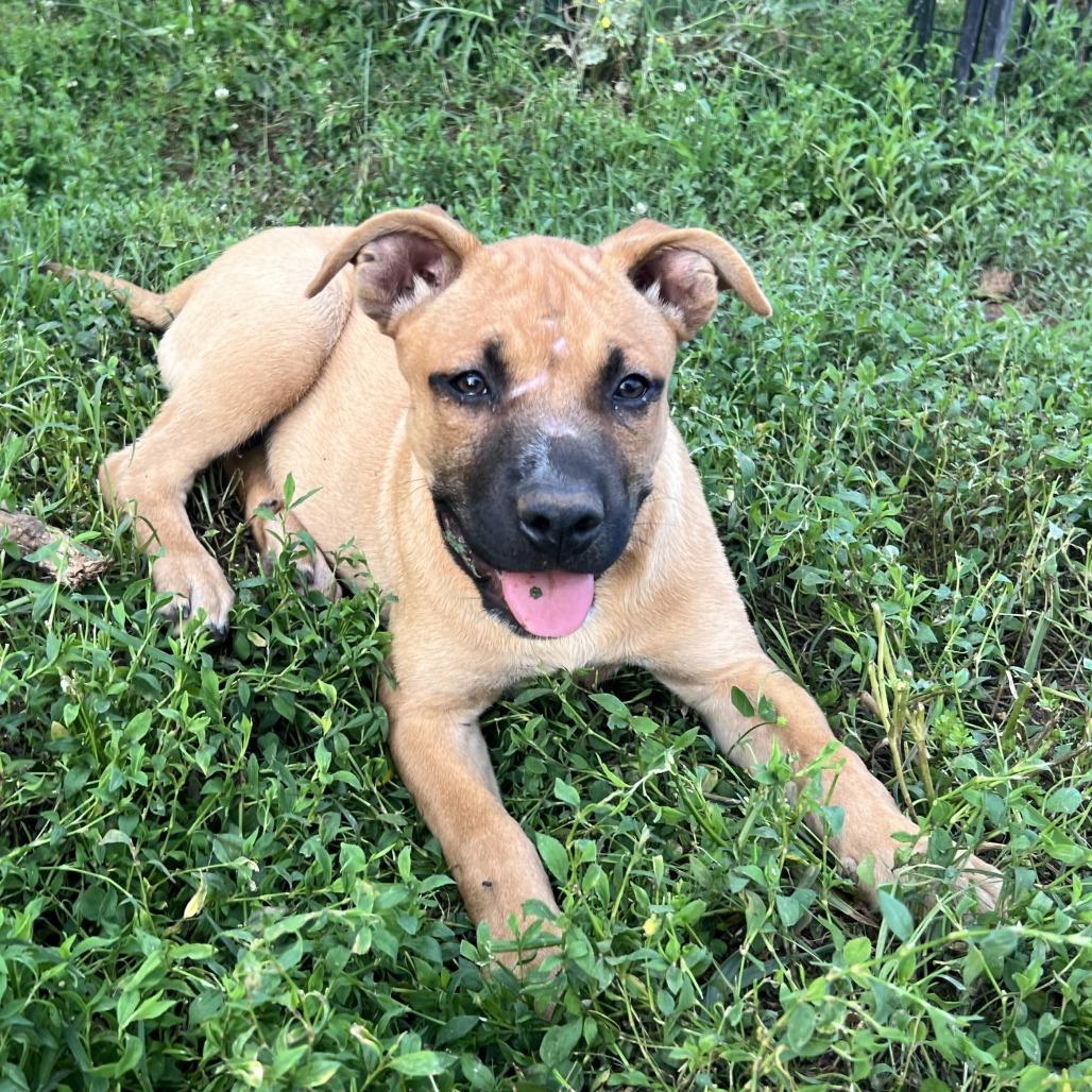 Kwazi, Adoptable, Young Female Mixed Breed.