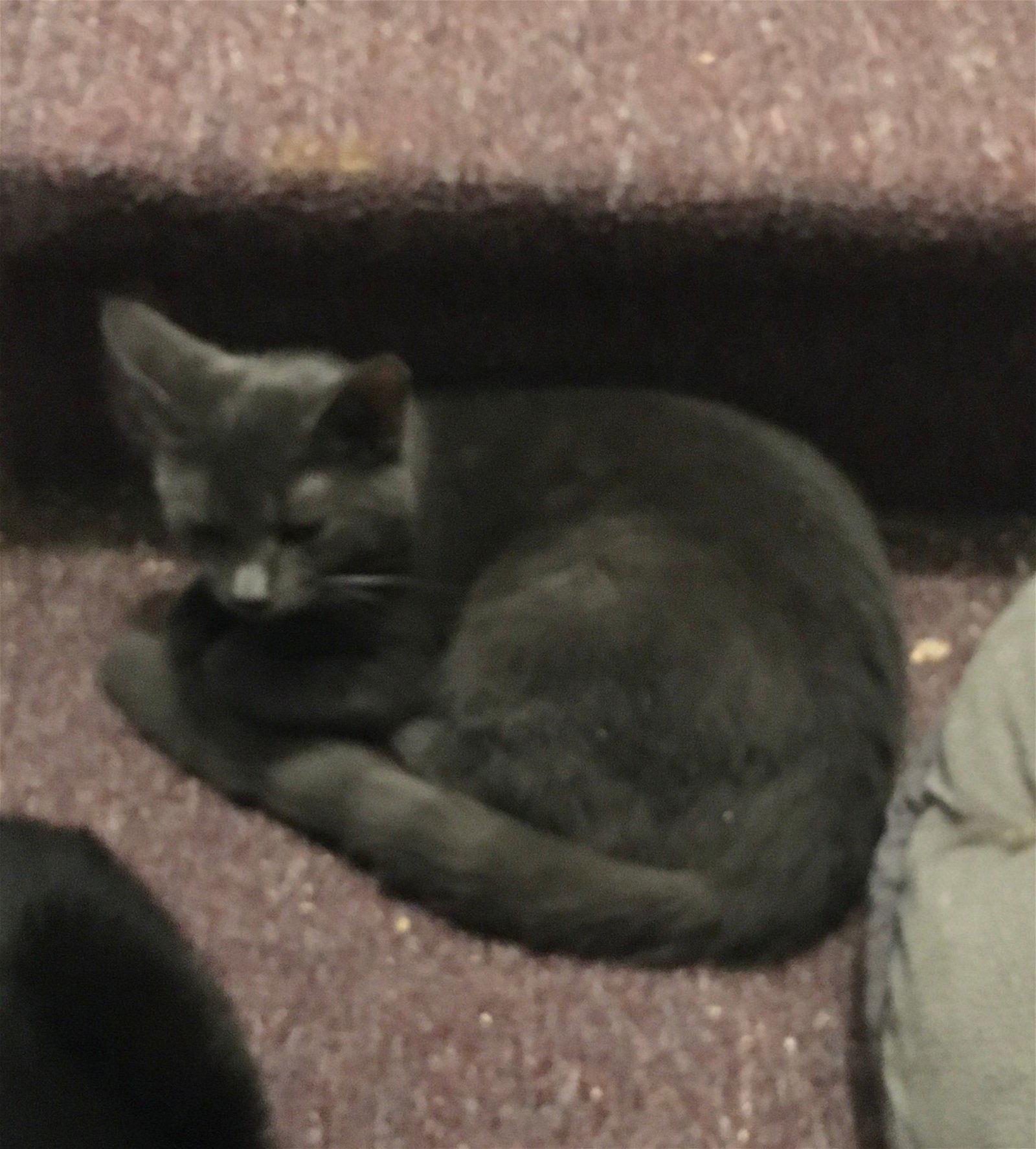 Alison bonded with Sheri, Adoptable, Adult Female Domestic Short Hair.