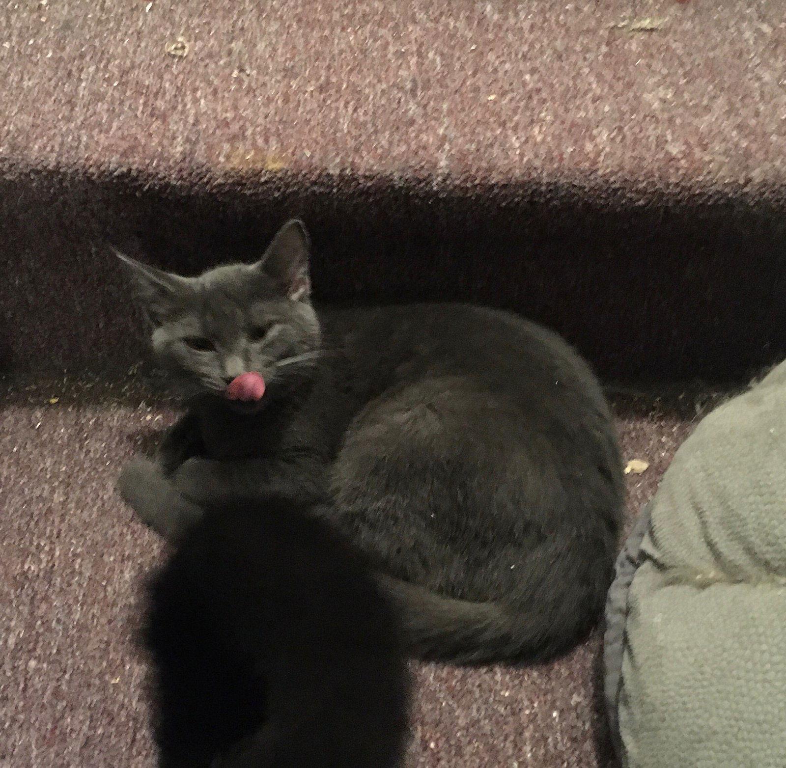 Enlarge Alison bonded with Sheri, a Adoptable Domestic Short Hair in Macedonia, OH image 2/6