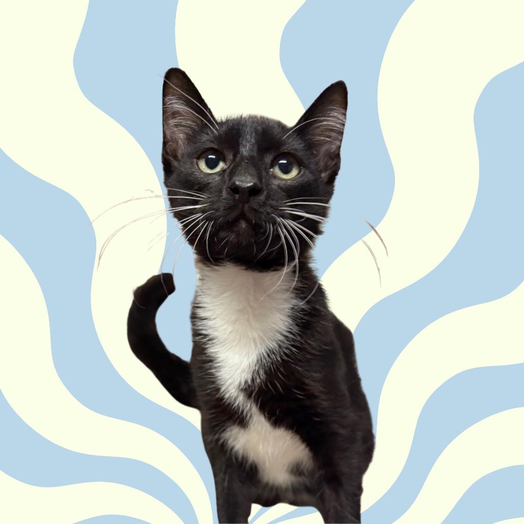 Lucas, Adoptable, Young Male Domestic Short Hair.