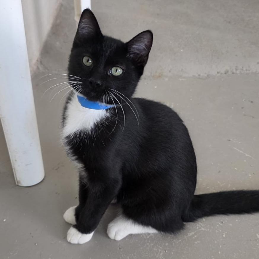 Enlarge Lucas, a Adoptable Domestic Short Hair in Laredo, TX image 2/6