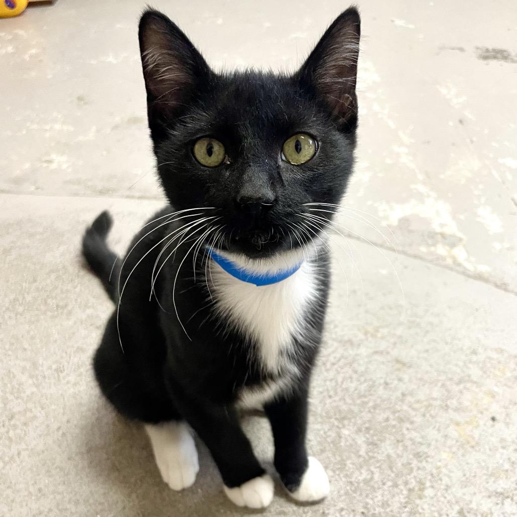 Enlarge Lucas, a Adoptable Domestic Short Hair in Laredo, TX image 3/6