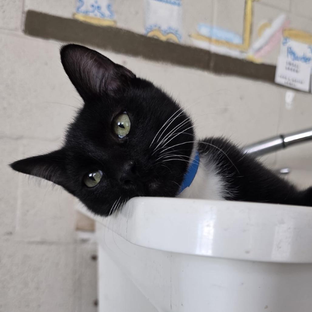 Enlarge Lucas, a Adoptable Domestic Short Hair in Laredo, TX image 4/6