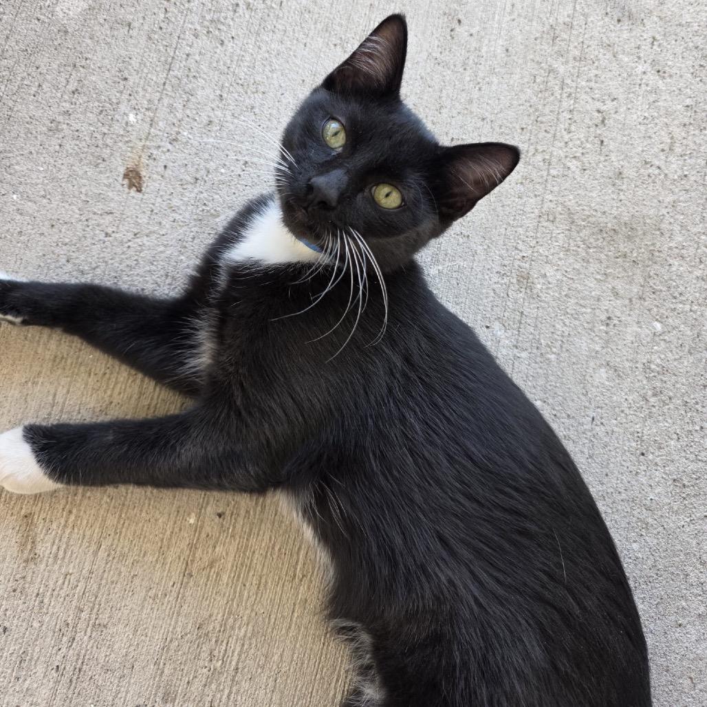 Enlarge Lucas, a Adoptable Domestic Short Hair in Laredo, TX image 5/6