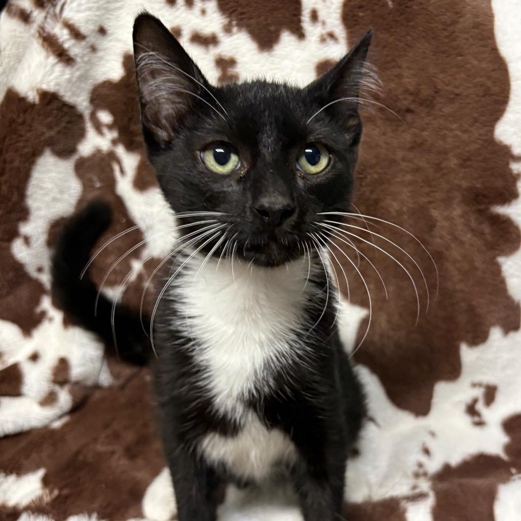 Enlarge Lucas, a Adoptable Domestic Short Hair in Laredo, TX image 6/6