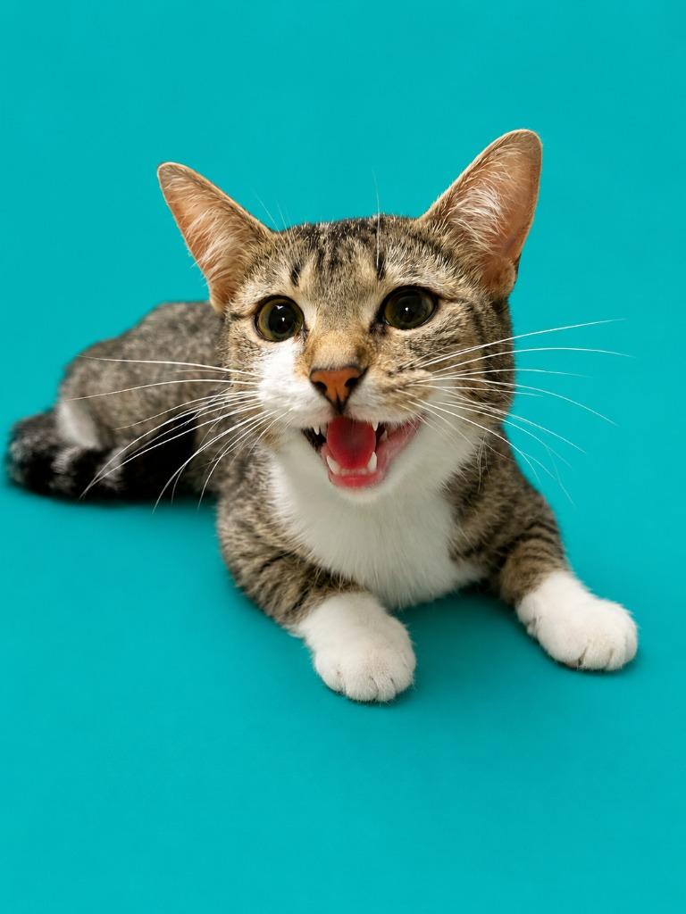 Luna, Adoptable, Young Female Domestic Short Hair.