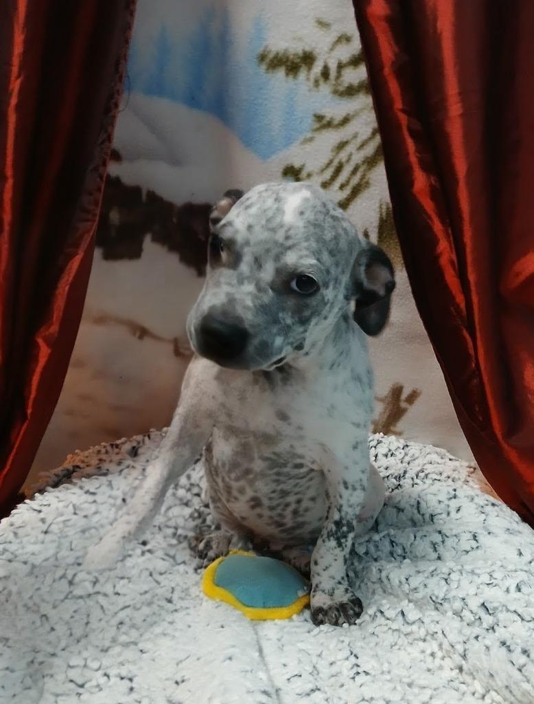 Enlarge Toad, a Adoptable mixed breed in Seven Points, TX image 2/3