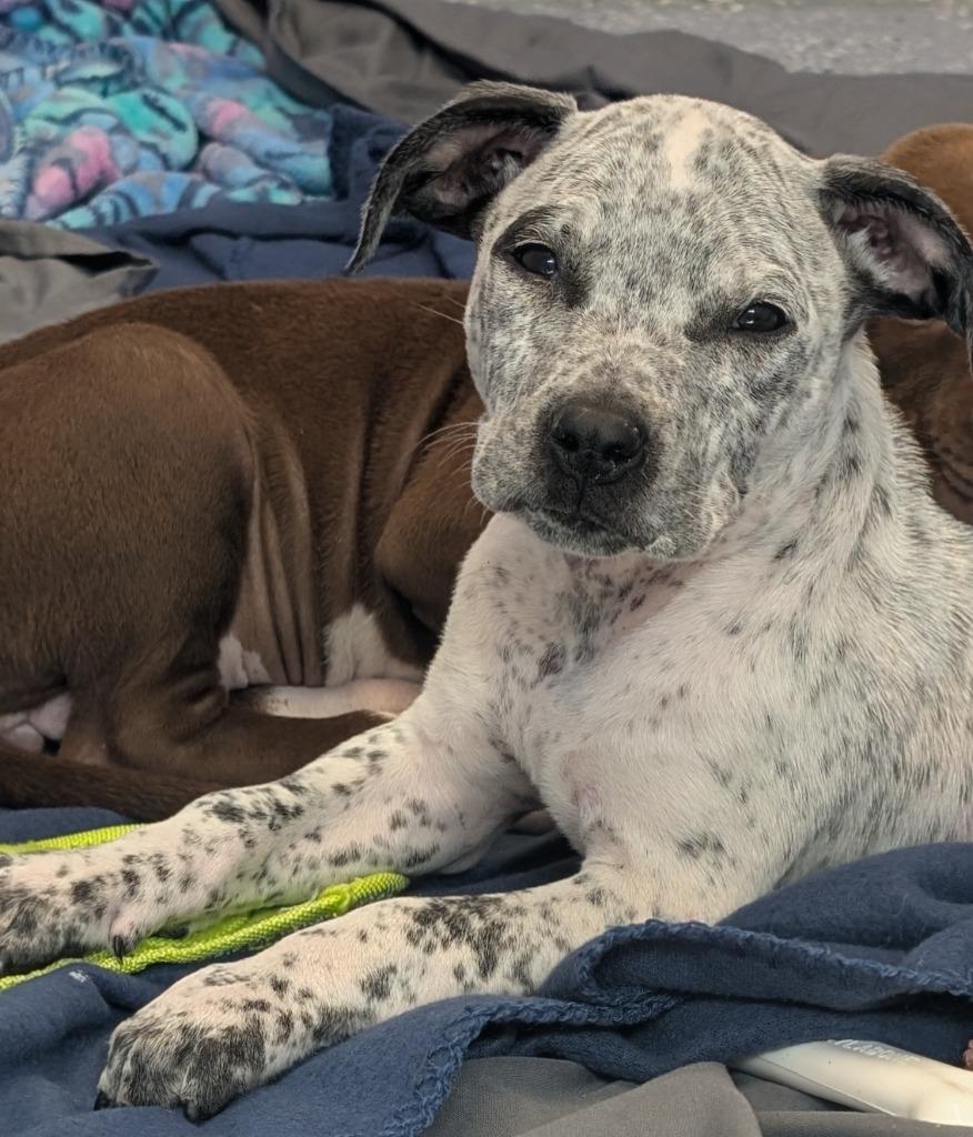 Enlarge Toad, a Adoptable mixed breed in Seven Points, TX image 3/3