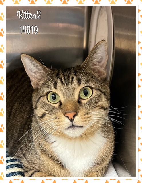 KITTEN 2 (R), an adopted mixed breed in Marietta, GA image 3/4