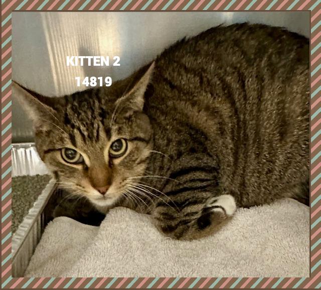 KITTEN 2, Adoptable, Young Male Domestic Short Hair.