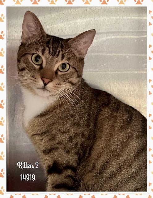 KITTEN 2 (R), an adopted mixed breed in Marietta, GA image 1/4