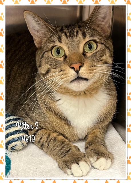 KITTEN 2 (R), an adopted mixed breed in Marietta, GA image 2/4